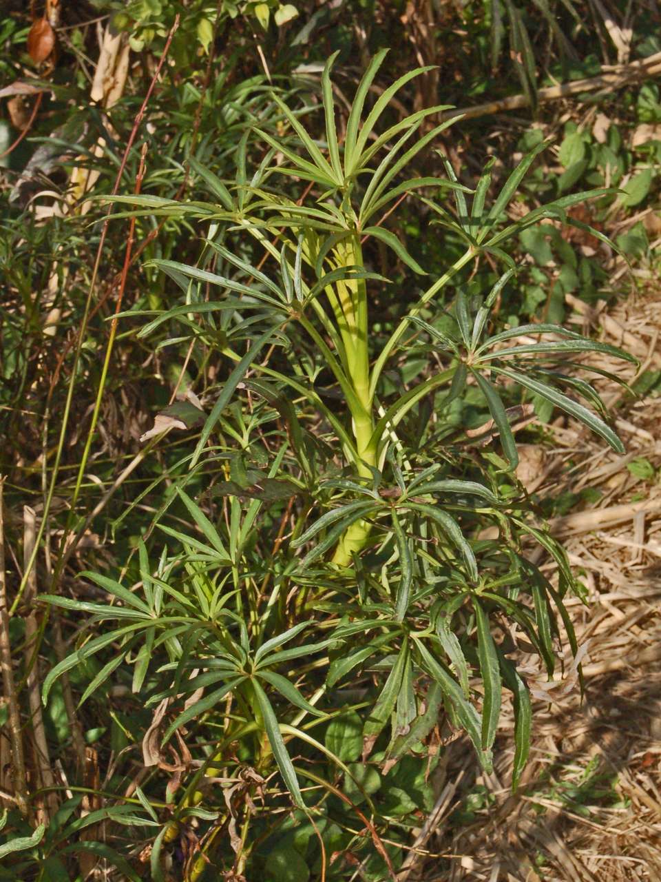 Helleborus foetidus